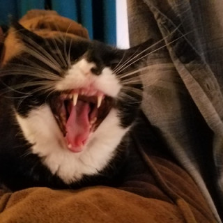 Christy Marx Rambling Writer