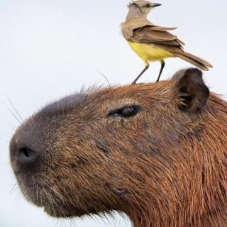 The Human Capybara