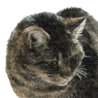 Aster
