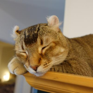 NotDennisBonvie 🇨🇦