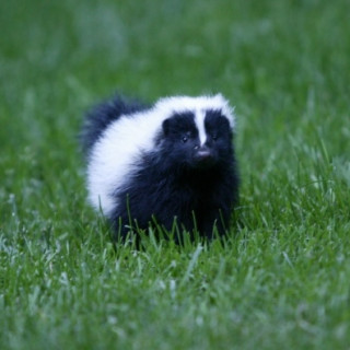 🏳️‍🌈Trentskunk🏳️‍🌈