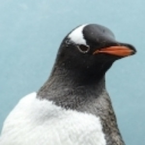Random Penguin