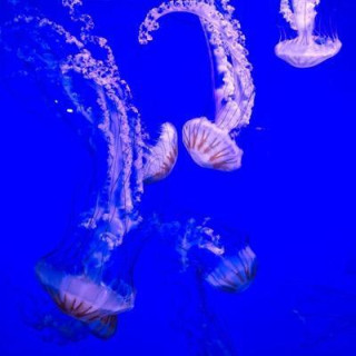 Big Belgian Bopper 🔻🐸