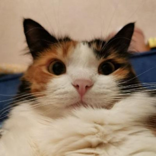 Mending Cats Shelter