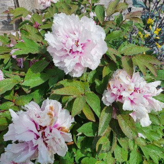 PJ "chinga la migra" Coffey