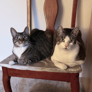 Lea and Leo's furever home