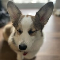 Celia the Corgi