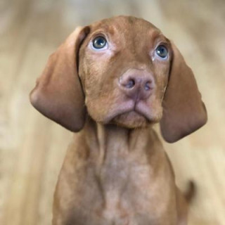 MilowtheVizsla