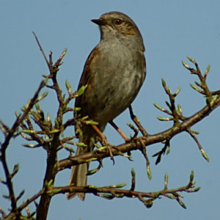 c0c0bird