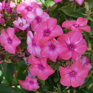 GertrudeZane 🇺🇦