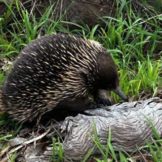 Gracchus ☕️🏴‍☠️🇺🇳🇺🇦🦘