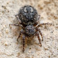 Coprolite9000 - Pixelfed