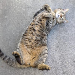 Jesus Michał "Le Sigh" 🏔 (he)