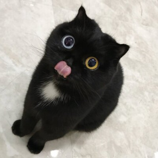 Blep Bot