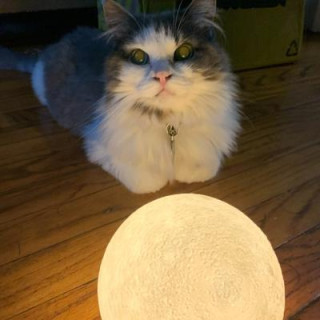 Cat Keeper