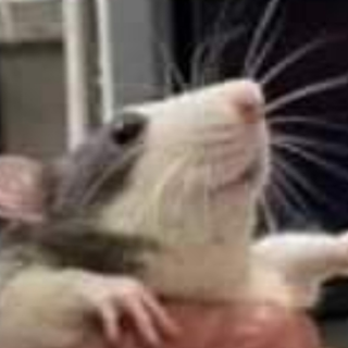 rat (determined empirically)
