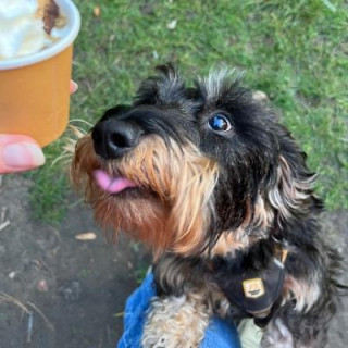 Hops the sausage dog