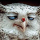 delirious_owl