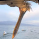 Socke65