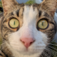 Random Cats