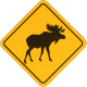 Root Moose