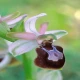 Ophrys