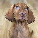 MilowtheVizsla