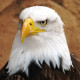 freagle