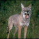 LaughingCoyote