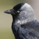 judgy_jackdaw