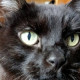 Tom