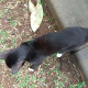 Kucing Hitam Kamis