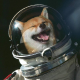 🚀 Shibastronaute