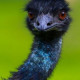 Blue Emu