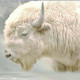 GreatWhiteBuffalo41