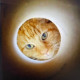 Cats of Arrakis