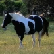 Cows Look Like Maps
