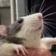 rat (determined empirically)