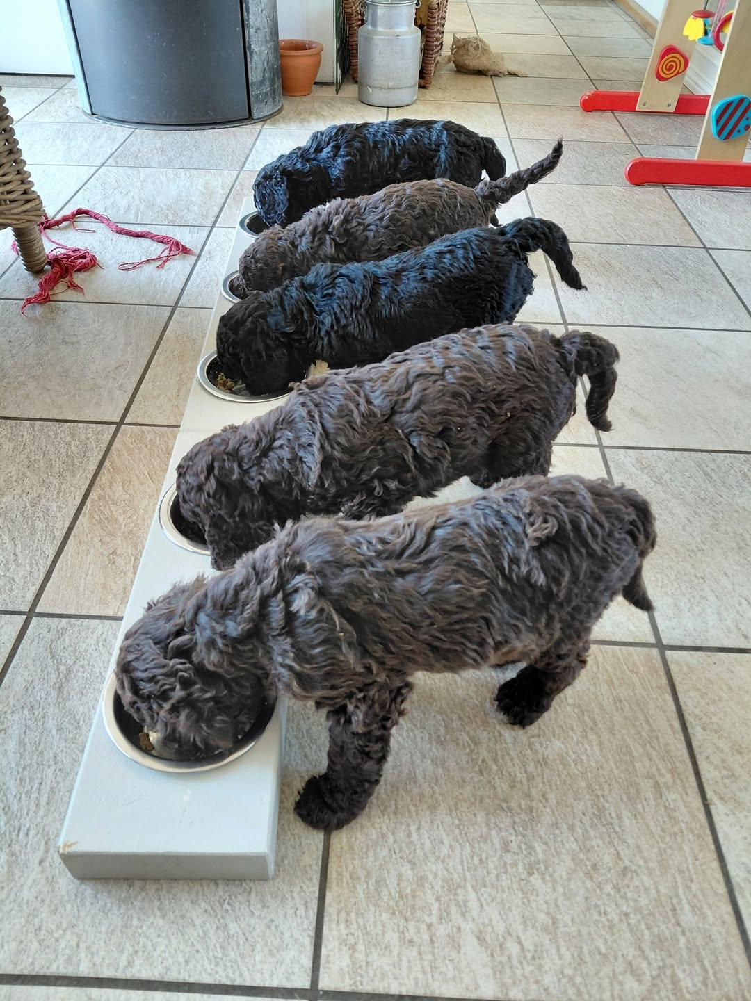 fem barbet-valpar står på rad o äter ur var sin matskål