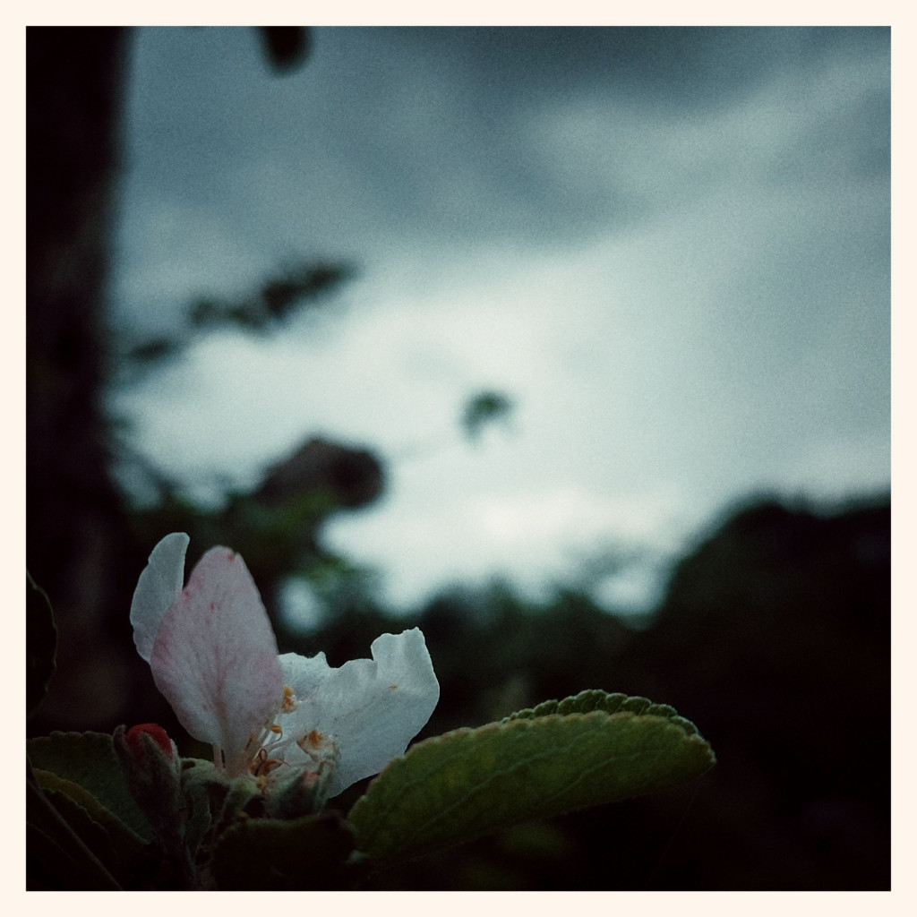 An apple tree blossom above a leaf. Shadows of the tree, dark cloudy sky and some light behind.