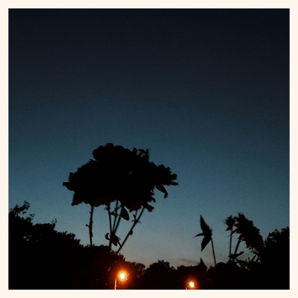 Flowers as silhouettes in front of late dusk. Two streetlights below.