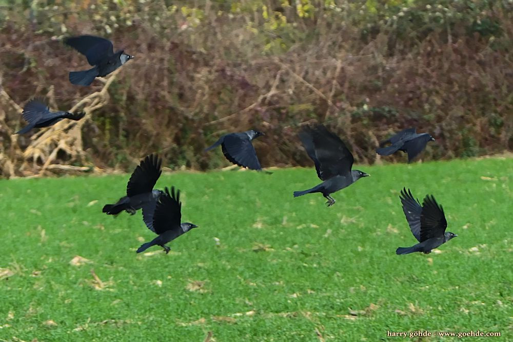 Fliegende Rabenvögel