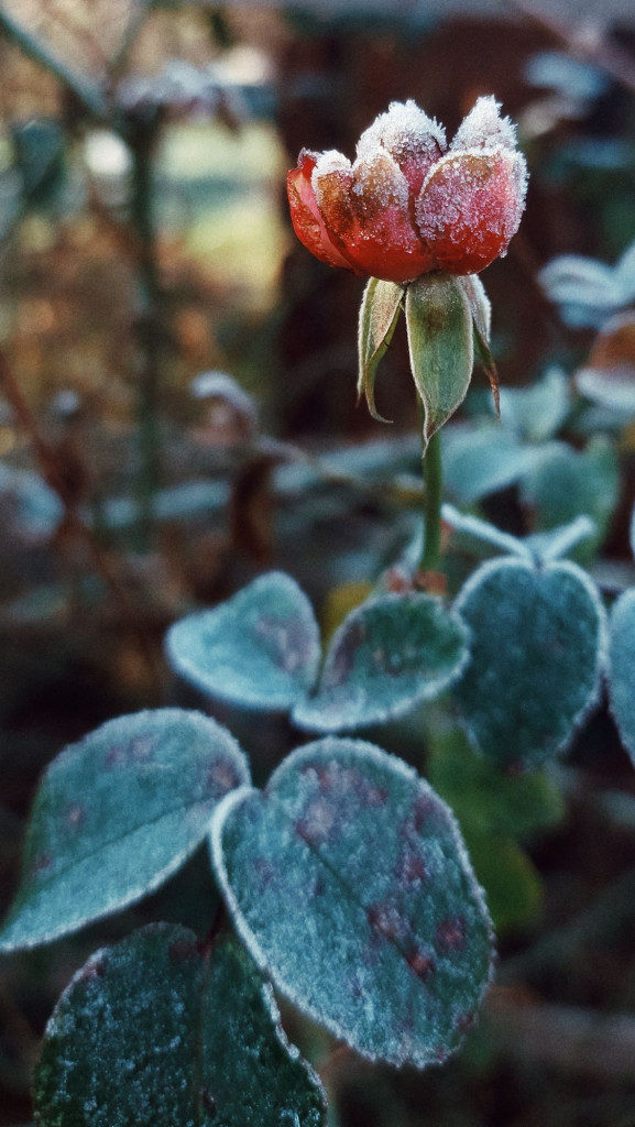 A rose and leaves, covered with frost.