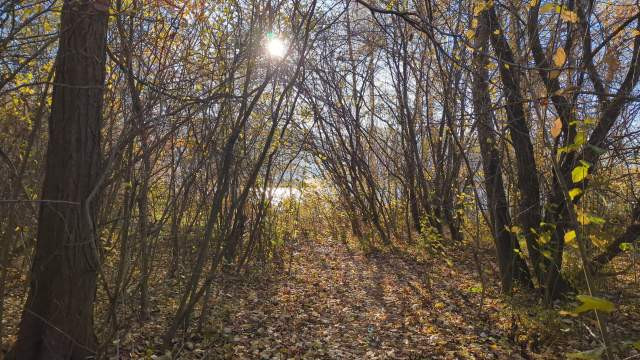Die Sonne scheint durchs dichte Unterholz