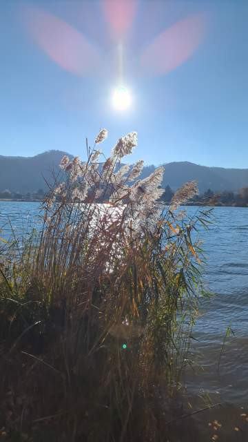 Klarer blauer Himmel, die Sonne scheint aufs Wasser und die Reflexion ist hinter Schilf zu sehen
