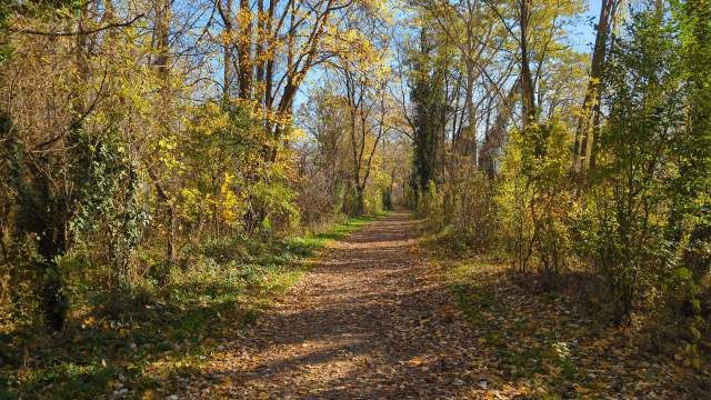 Güterweg im herbslichen Wald