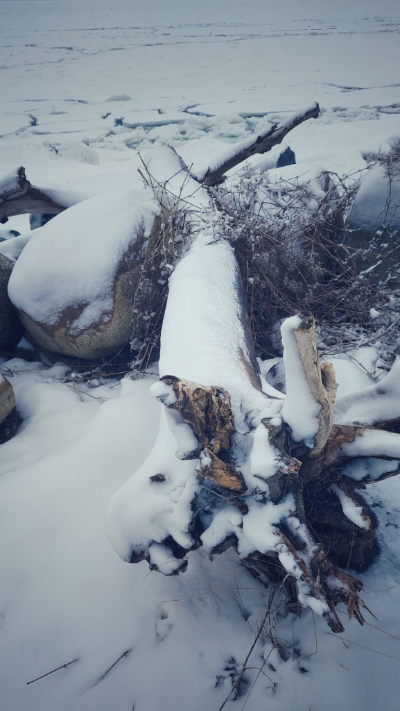 A tree frozen over. Ice on rocks behind.