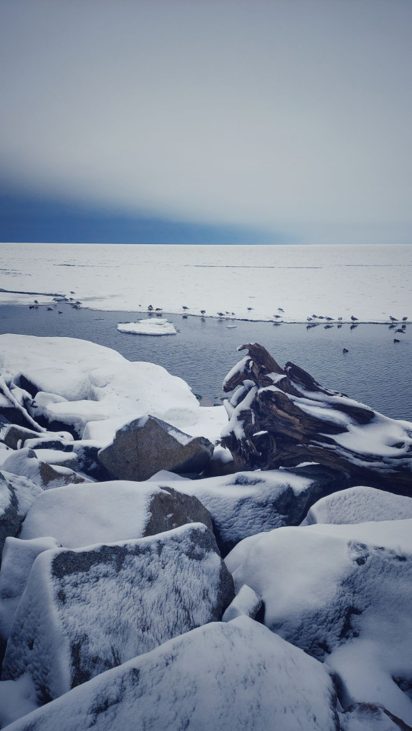 Ice on shore rocks. A water hole with ducks and seagulls behind.