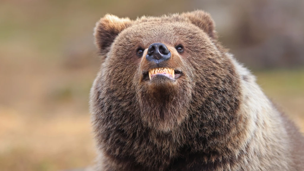 Valtteri Mulkahainen Smileyourebeingphotographed