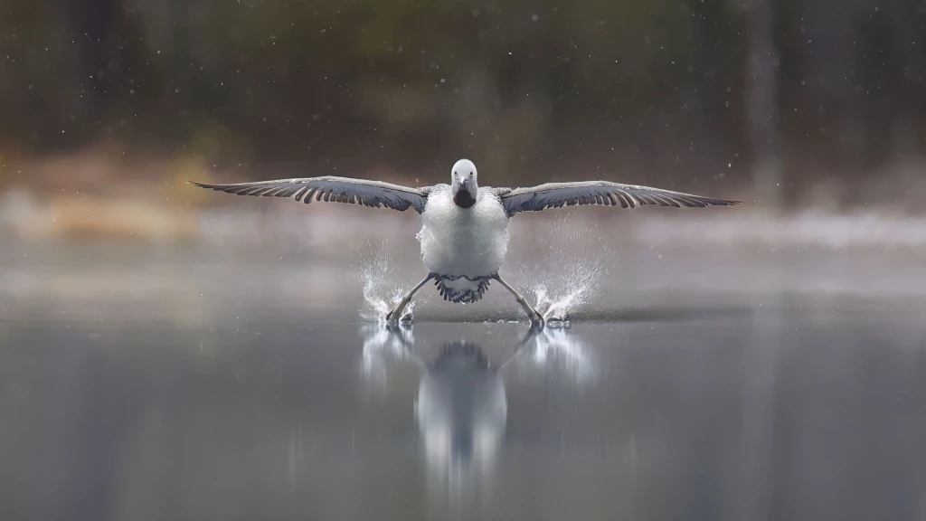 Erkko Badermann Landinggearsdown